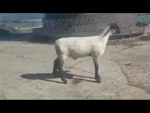 K.Slack 2011 January Ram Lamb