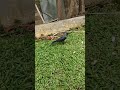 Kala Kawa Kaat Khayega Sach Bol Shorts