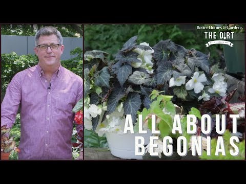 download lagu mp3 mp4 About Begonias, download lagu About Begonias gratis, unduh video klip About Begonias