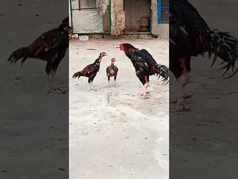 Father And Sons Staring 😀| Aseel Rooster and Chicks Staring