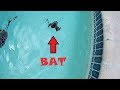Caught A Bat Swimming In My Pool