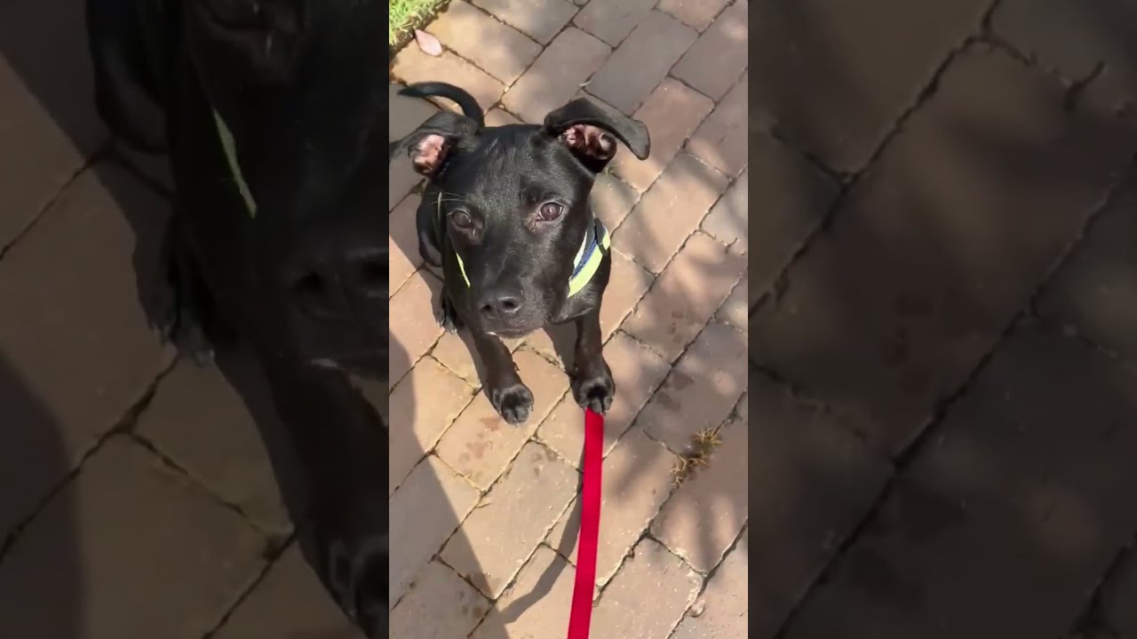 Enlarge Boo, a Adoptable mixed breed in Hilton Head Island, SC video 6/6