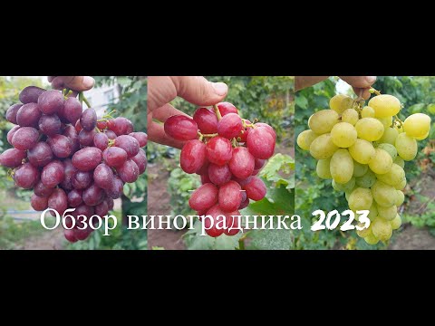 Обзор виноградника 2023