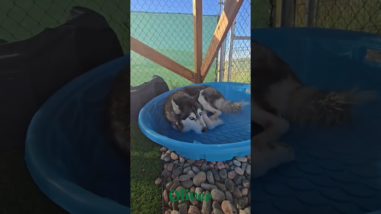 Oliver (F26-09), a Adoptable Husky in Peyton, CO video 6/6