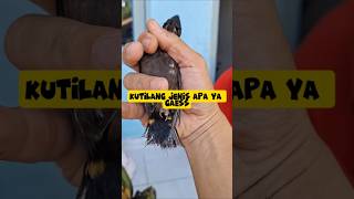 Download lagu viral‼️burung kutilang hitam yg sangat langka #kutilang #burungl #kicaumaniaindonesia #birds #nature mp3