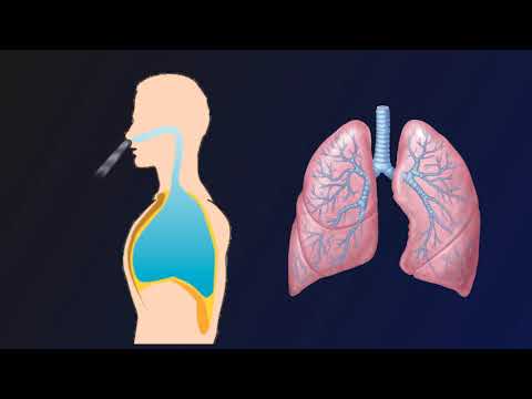 Breathing Mechanism: Inhalation and Exhalation