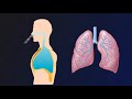 Breathing Mechanism: Inhalation and Exhalation