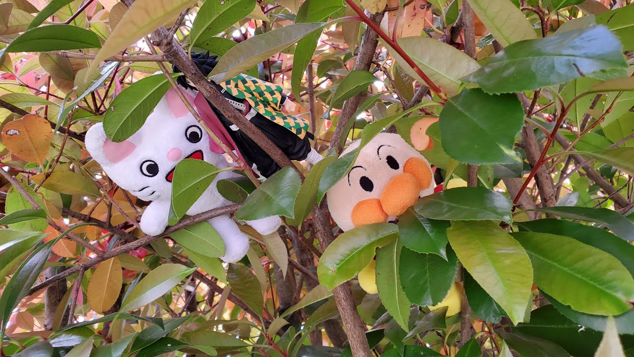 ノンタン　アニメ　アンパンマン　おもちゃ　歌　体操　キャンプ