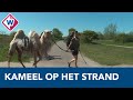 Tamar loopt met kameel Einstein dwars door Nederland - OMROEP WEST