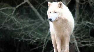 Deströyer 666 - Lone Wolf Winter [HelheimPaganArt Channel]