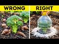 Smart Pest Control Hacks To Save Your Plants
