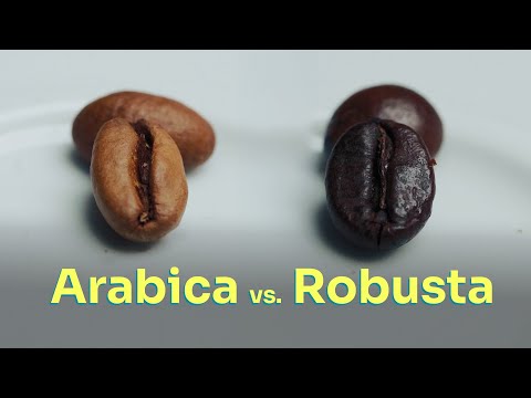 Kaffee Arabica und Robusta: Die wesentlichen Unterschiede