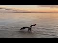 Bald Eagle Steals Shark