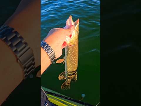 1st fish!! #fishing #shorts