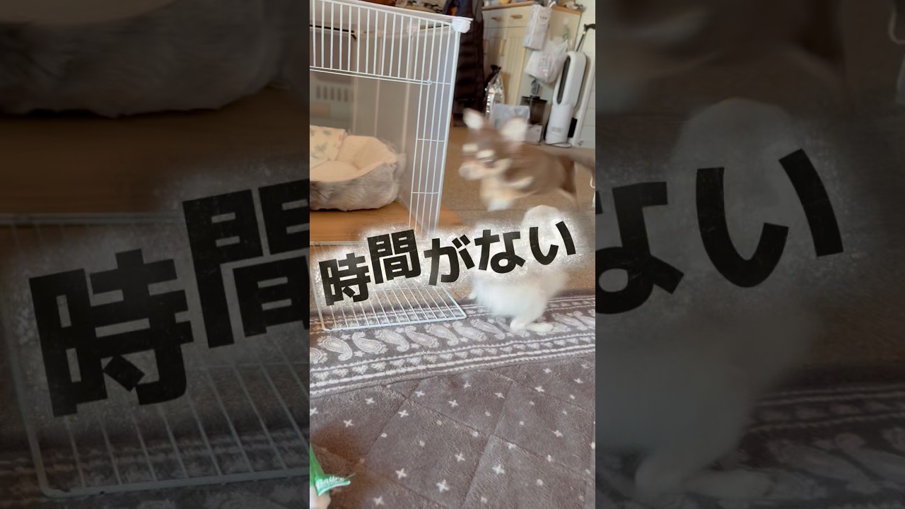 【パピー避妊手術】家族だからこそ決断が重い