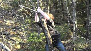 kid falls out of tree