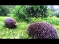 Hedgehogs battle - real fight - the sound of hedgehog