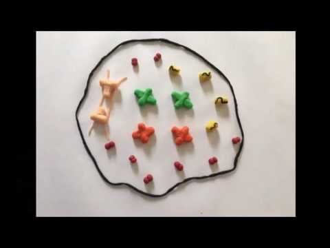 Divisão Celular: Mitose e Meiose em stop motion
