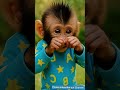 Can’t stop laughing at Baby Monkey  laugh ! 😂😁#animals​​ #babyanimal​​ #shorts ​ #cuteanimal​​