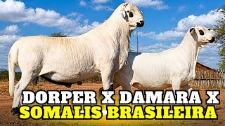 Dorper + Damara + Somalis: isso PODE VIRAR uma NOVA RAÇA?