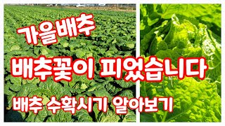 배추 수확시기 가을배추 배추꽃이 피었습니다. [배추재배방법]