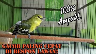 Download lagu sirtu/cipoh manapun pasti akan cepat respon dengar pangilan sirtu ini. mp3