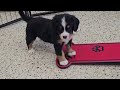 Miniature Bernese Mountain Dog dogs for sale: Riley - Video 1