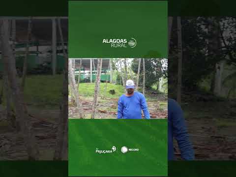 Produtor investe no cultivo de Açaí em Boca da Mata-AL #açaíguardia #alagoasrural #acaì