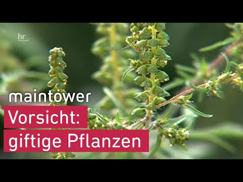 Ambrosia - Attention poisonous herb in Hesse | maintower