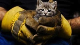Смотреть онлайн Истории спасения бездомных животных от гибели