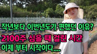 노지고추정식 완료!! 뒷 이야기