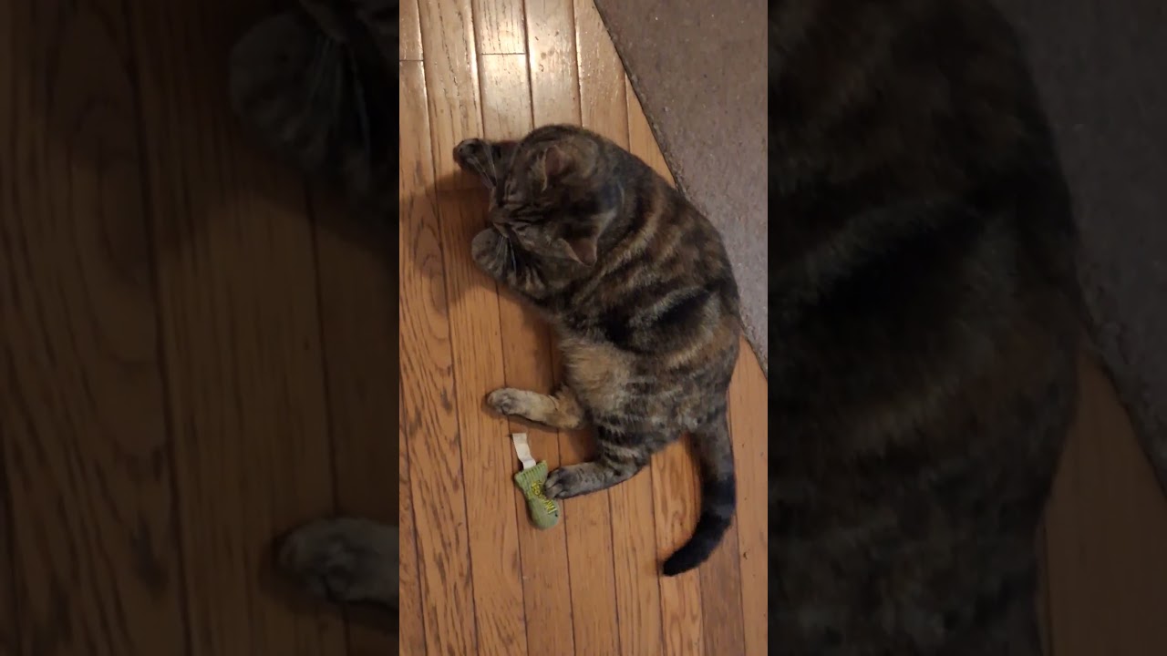 Beatrice, a Adoptable Domestic Short Hair in Garrett Park, MD video 6/6