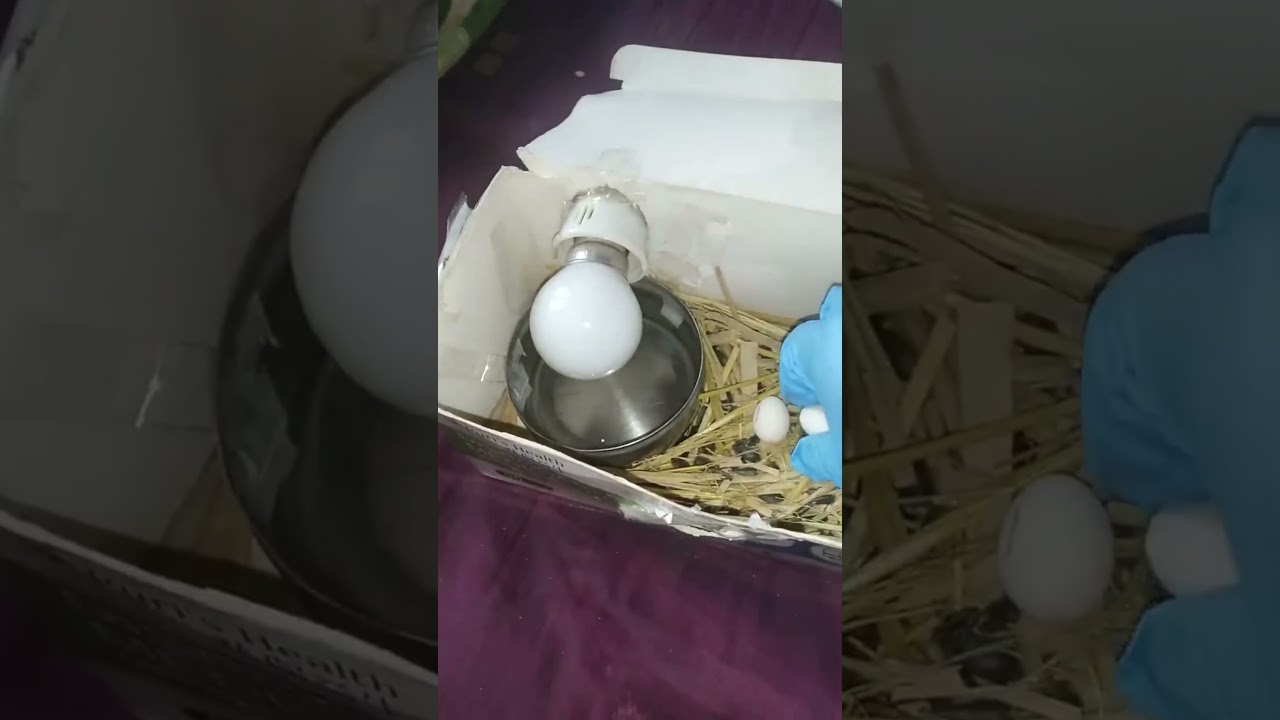 love birds egg hatching tricks