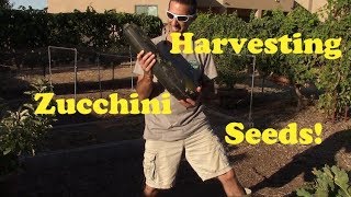 Harvesting Zucchini Seeds