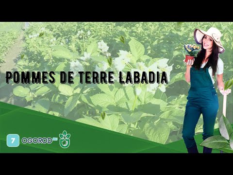 , title : 'Pommes de terre Labadia'