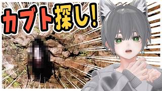 【カブトムシ】昆虫採集、諦めました