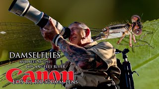 Los Angeles River for Damselflies and Stilts