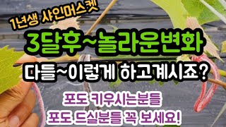 #샤인머스켓재배기술 #비가림비닐시설하우스 #1년생샤인머스켓포도나무
