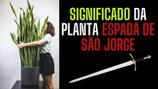 significado da planta espada de são jorge