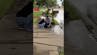 animales un cocodrilo en la calle