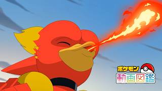 【公式】「ポケモン動画図鑑」No.0126 ブーバー