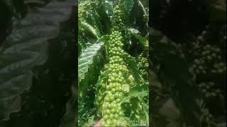 Download lagu Kopi Robusta klon kriting #shorts mp3 Download lagu Kopi Robusta klon kriting #shorts mp3