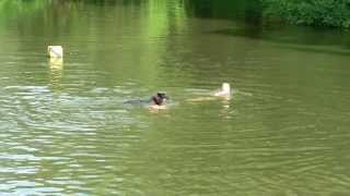 preview picture of video 'A Family Swiming In The River Of Lednice Castle, Czech Republic'