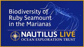 Biodiversity of Ruby Seamount in the Marianas | Nautilus Live