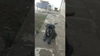 Download lagu Ciro - il piccolo mastino napoletano mp3