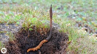 The World&#39;s Most Expensive Fungus