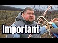 Pruning Plum Trees Some Important Rules
