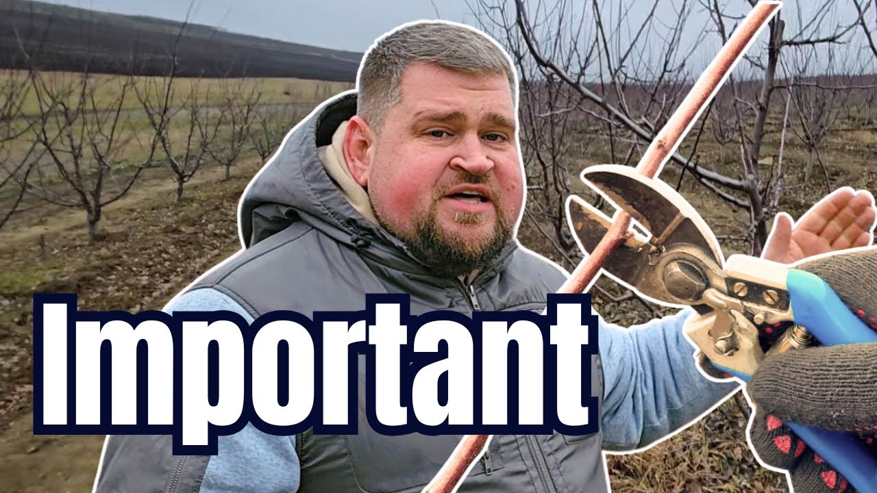 Tăieri la prun. Câteva reguli importante