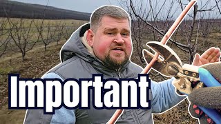 Tăieri la prun. Câteva reguli importante