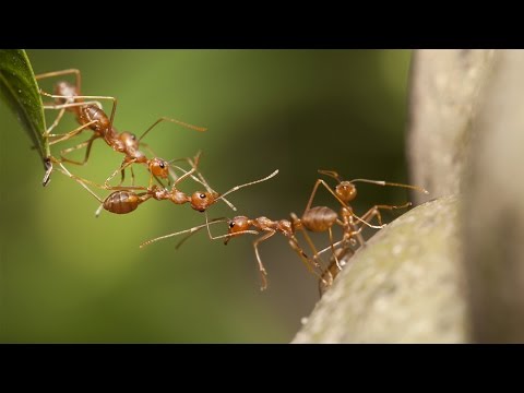 What It Means To Be Human - Insects Dominate the World